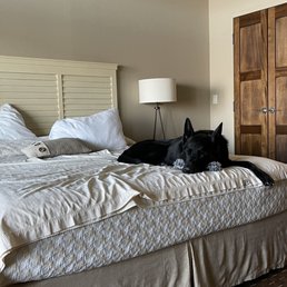 Nacho enjoying an afternoon nap after a romp in the local park ... thanks to a 'pet sheet' specifically for him to lay on the bed. Nacho enjoying an afternoon nap after a romp in the local park ... thanks to a 'pet sheet' specifically for him to lay on the bed.