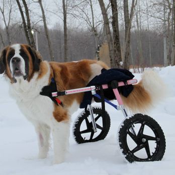 Walkin' Pets - Walkin' Wheels Large (Rear) - Pet Stores Near Me - Amherst, New Hampshire