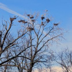 Kensington Metropark - Blue Heron nesting