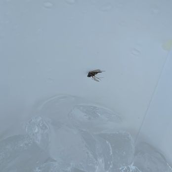El Pollo Loco - Fly/bug in the lemonade. - Fast Food Near Me - La Verne, California El Pollo Loco - Fly/bug in the lemonade. - Fast Food Near Me - La Verne, California