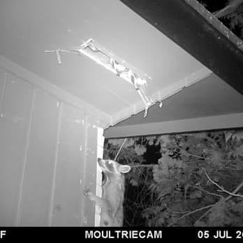 Rodent Rangers - Pest Control Near Me Rodent Rangers - Pest Control Near Me