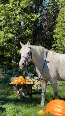 Seattle Farm by null
