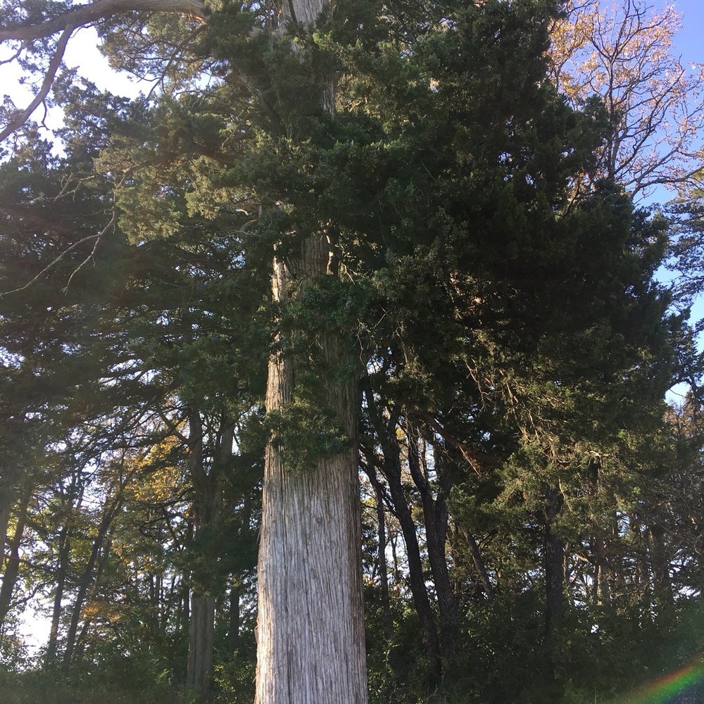 Prairie Center - Giant Juniper - Parks Near Me - Olathe, Kansas