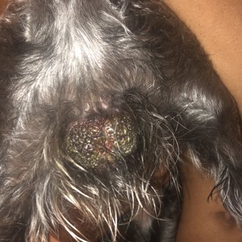 PetSmart - Chemical burn! - Pet Stores Near Me - Ontario, California PetSmart - Chemical burn! - Pet Stores Near Me - Ontario, California