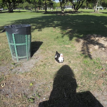 Coral Reef Park - You'll find ducks and birds everywhere when you have food. - Parks Near Me - Palmetto Bay, Florida Coral Reef Park - You'll find ducks and birds everywhere when you have food. - Parks Near Me - Palmetto Bay, Florida