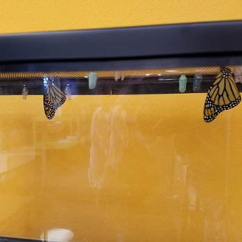 McMillan Memorial Library - Children's Room Butterfly Project - Libraries Near Me - Wisconsin Rapids, Wisconsin