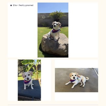 The Pawsitive Salon - Sara, Thank you for treating Ellie so well & for the amazing groom! She is looking & feeling fabulous 5 REVIEW - Pet Groomers Near Me - Bakersfield, California
