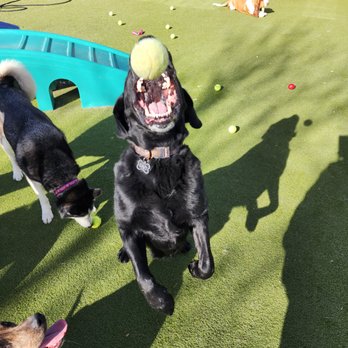 Tails Up - Tennis Ball Day! - Pet Boarding Near Me - Castle Rock, Colorado
