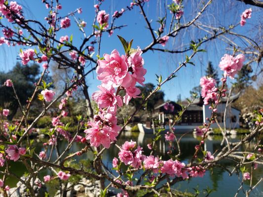 Dina’s Dumpling - Shrimp Dumplings | Pork Dumplings | Beef Dumplings | Chicken Dumplings by null