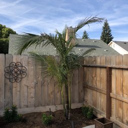 King Palm