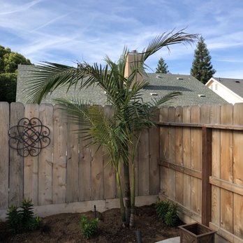 Sago Rey Palms - King Palm - Nurseries & Gardening Near Me - Fresno, California