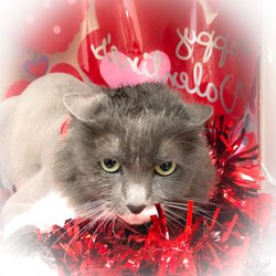 cat connection boarding