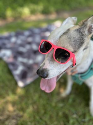 Marin French Cheese Co. by null