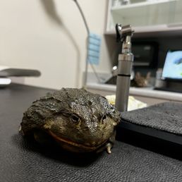 Outlaw the Giant African Pixie Frog getting a check up Outlaw the Giant African Pixie Frog getting a check up