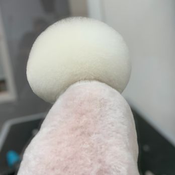 Moonsun Dog Grooming - Freshly fluffed Bichon head--back view edition. - Pet Groomers Near Me Moonsun Dog Grooming - Freshly fluffed Bichon head--back view edition. - Pet Groomers Near Me