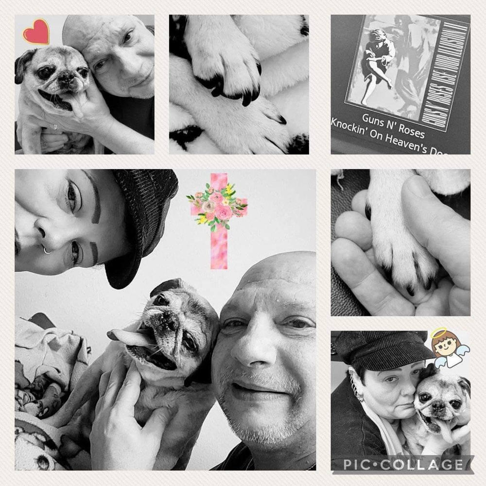 ANIMAL HOSPITAL OF DUNEDIN 47 Photos & 46 Reviews Veterinarians