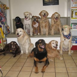 Toluca Burbank Dog Cat Hospital 16 Photos 101 Reviews Veterinarians 3121 W Burbank Blvd Burbank Ca Phone Number Yelp