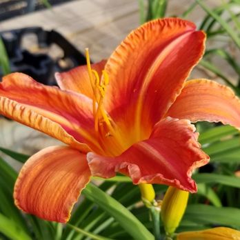 Platt Hill Nursery - Nurseries & Gardening Near Me - Carpentersville, Illinois Platt Hill Nursery - Nurseries & Gardening Near Me - Carpentersville, Illinois