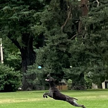 James H. Platt Park - Flying dog! - Parks Near Me - Denver, Colorado James H. Platt Park - Flying dog! - Parks Near Me - Denver, Colorado