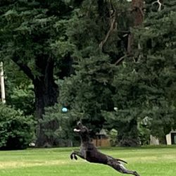 James H. Platt Park - Flying dog!