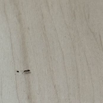 Dairy Queen Grill & Chill - Ants - like all over the tables - Fast Food Near Me - Clinton, Iowa Dairy Queen Grill & Chill - Ants - like all over the tables - Fast Food Near Me - Clinton, Iowa