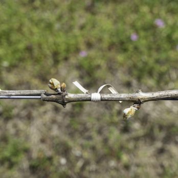 Modales Wines - a branch of a vine with buds on it - Wine Tasting Room Near Me - Fennville, Michigan Modales Wines - a branch of a vine with buds on it - Wine Tasting Room Near Me - Fennville, Michigan