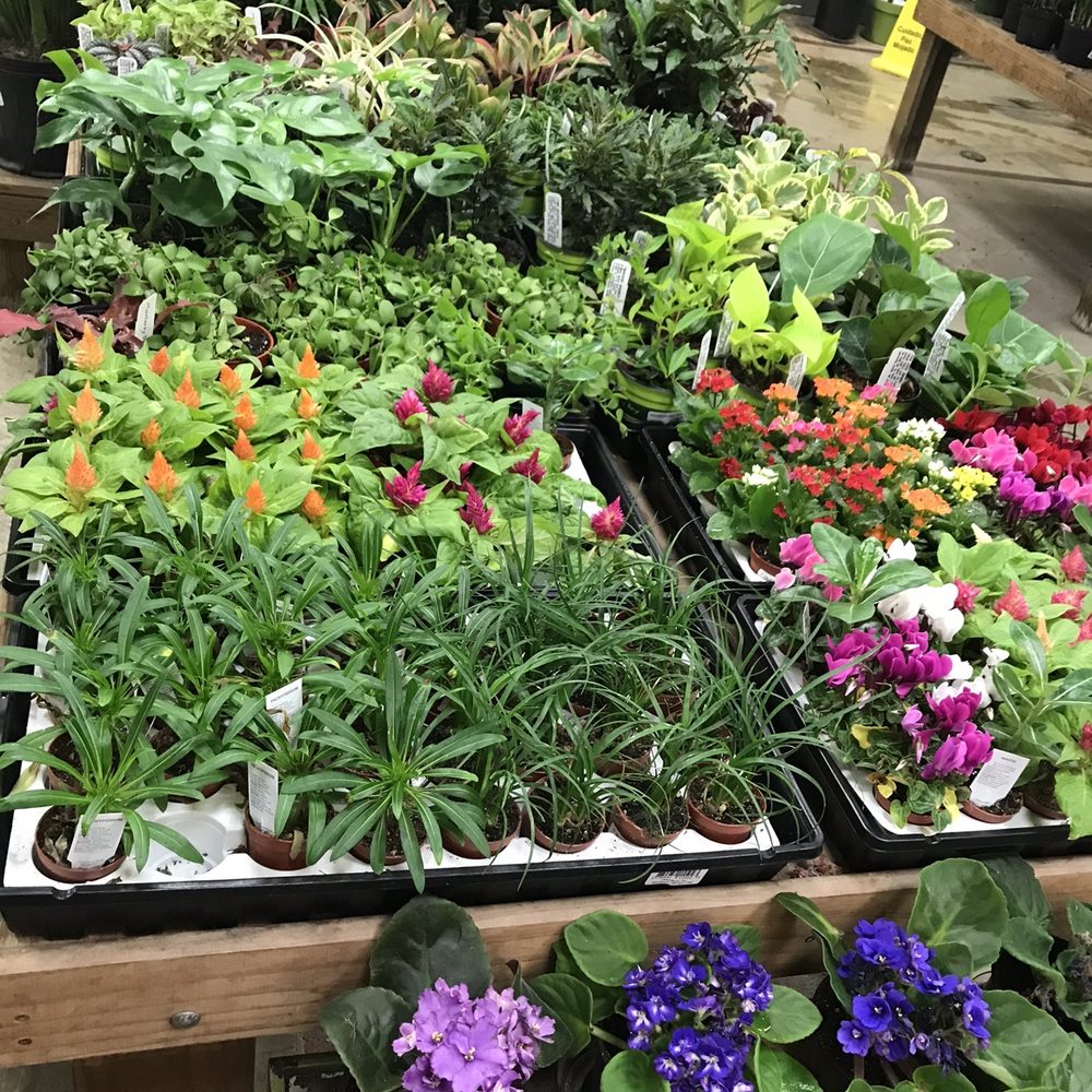 SummerWinds Nursery - Cupertino - Nurseries & Gardening Near Me - Cupertino, California SummerWinds Nursery - Cupertino - Nurseries & Gardening Near Me - Cupertino, California