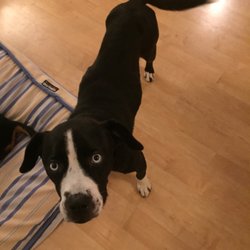 Chance Fur Life Animal Rescue - Mid wag :)