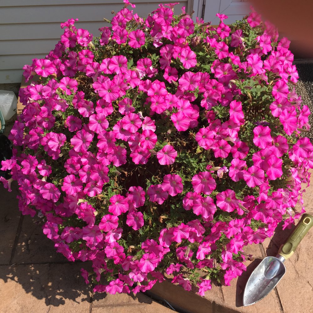 Flowers By Julie Racine Wi Best Flower Site