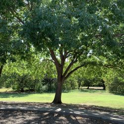 Arcadia Trail Park - Shade trees galore