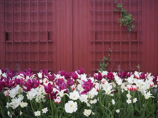 Tropical Greenhouse by null