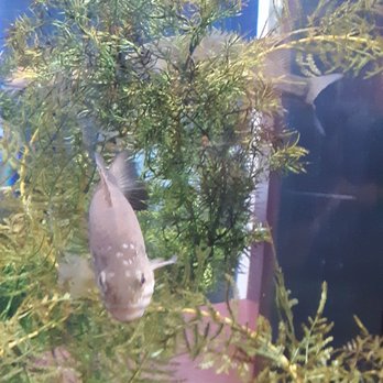 Great Lakes Aquarium - Smallmouth bass - Aquariums Near Me - Duluth, Minnesota