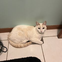 Beecher Veterinary Clinic