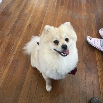 Pet Stylist - Teddy - Pet Groomers Near Me - San Leandro, California