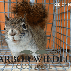 Harbor Wildlife Control - Red or Pine Squirrel