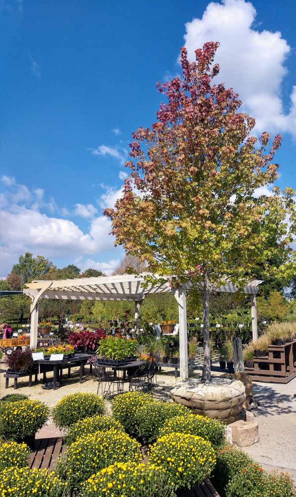 ALLIED NURSERY Updated October 2024 10 Photos 3197 S Chicago St