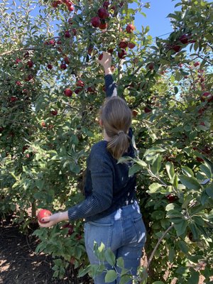 Let's go Apple Picking - Beginning in 1939, Winton Etchen was sixteen years old when he started his legacy of growing premium apples. He started by planting fifty trees in northern Iowa. Winton moved to Des Moines in 1960 and started Iowa Orchard in 1975. He then passed his knowledge of growing premium fruit to his five children: Denise, Mark, Kyla, Michelle, and Bryan. All of the children had integral parts in running the orchard. In the 1990's, Iowa Orchard took home blue ribbons from the Iowa State Fair. The orchard won blue ribbons for ninety-five percent of the categories it entered, hence the blue ribbon on the logo. Iowa Orchard is famous for its freshly-pressed sweet apple cider and hot apple pies. The orchard makes a homemade flakey pie crust developed by Bryan's mom, Dorothy, and sister, Denise. The winter holidays of Thanksgiving and Christmas have created a new focus for our orchard. We have found many businesses want to order holiday gift baskets and pies for their clients and employees.