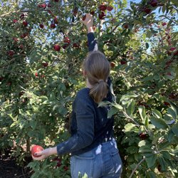 Iowa Orchard - Reaching high for the best apples