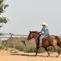 Z cross Riding School Performance Horses