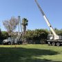 Tiger Tree Services