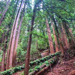 Thornewood Preserve - Pano shot of trees