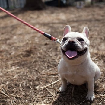 Dream Come True K9 - Pet Training Near Me - New York, New York Dream Come True K9 - Pet Training Near Me - New York, New York