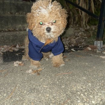 Animal Images - Before - Pet Groomers Near Me - Essex, Maryland Animal Images - Before - Pet Groomers Near Me - Essex, Maryland