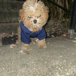 Animal Images - Before
