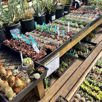 Westbrae Nursery - Succulents - Nurseries & Gardening Near Me - Berkeley, California