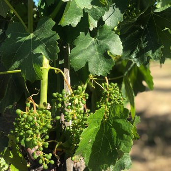 Ashes & Diamonds - Terrible tasting experience but took some lovely photos - Wineries Near Me - Napa, California