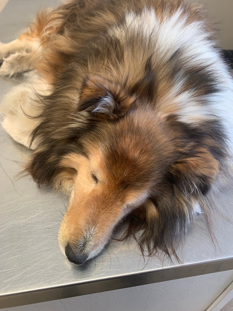 BUTLER ANIMAL CLINIC 28 Reviews 7545 Oak Ridge Hwy, Knoxville