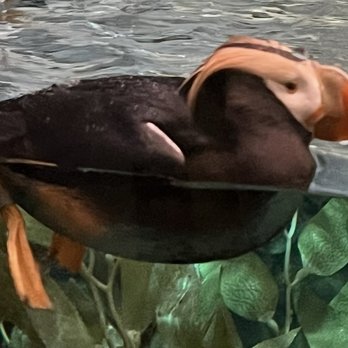 Georgia Aquarium - Tufted Puffin - Aquariums Near Me - Atlanta, Georgia Georgia Aquarium - Tufted Puffin - Aquariums Near Me - Atlanta, Georgia