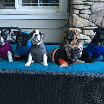 Coastal Pet Sitters - Dog Walkers Near Me