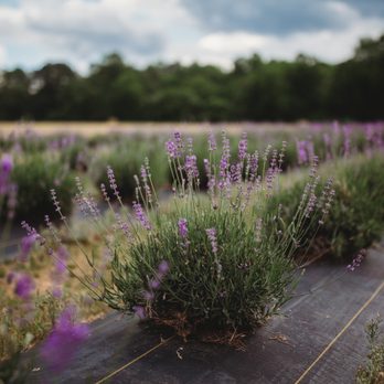 Sweethaven Lavender - Farms Near Me - Williamsburg, Virginia Sweethaven Lavender - Farms Near Me - Williamsburg, Virginia